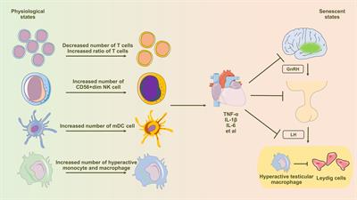 A narrative review on inflammaging and late-onset hypogonadism